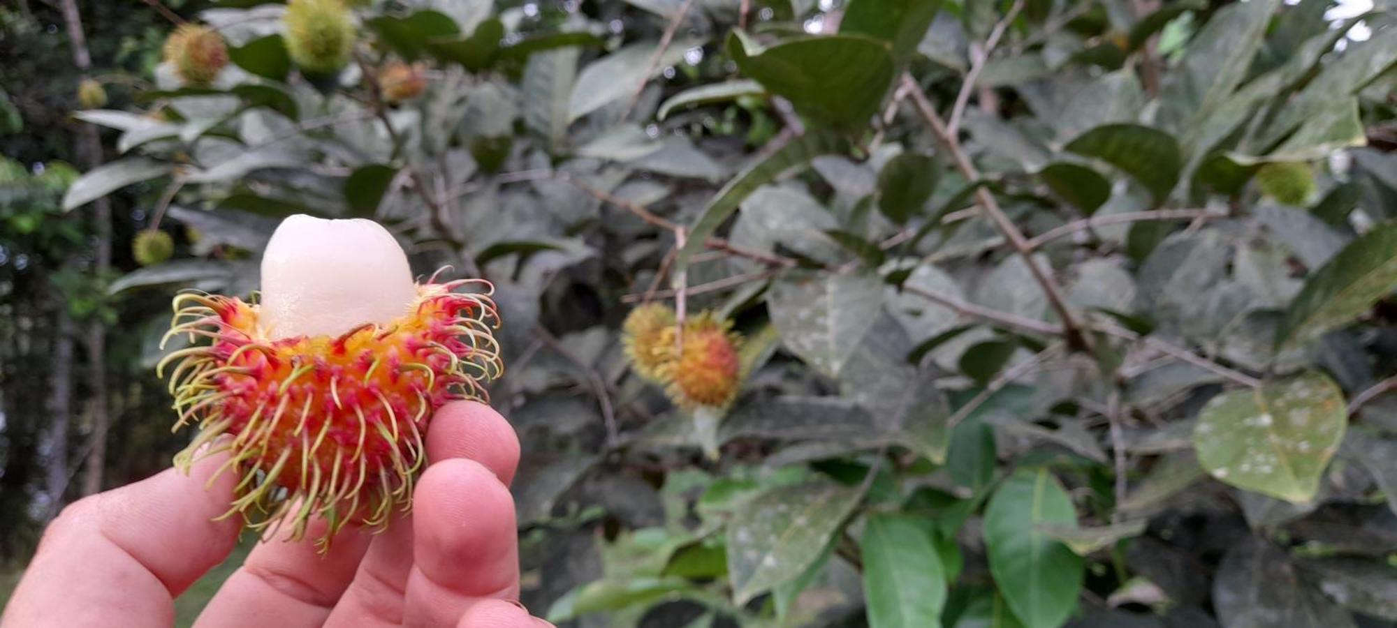 La Mariola - Finca Agroecologica El Castillo de La Concepción Zewnętrze zdjęcie