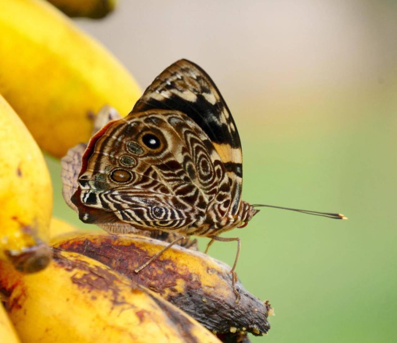 La Mariola - Finca Agroecologica El Castillo de La Concepción Zewnętrze zdjęcie
